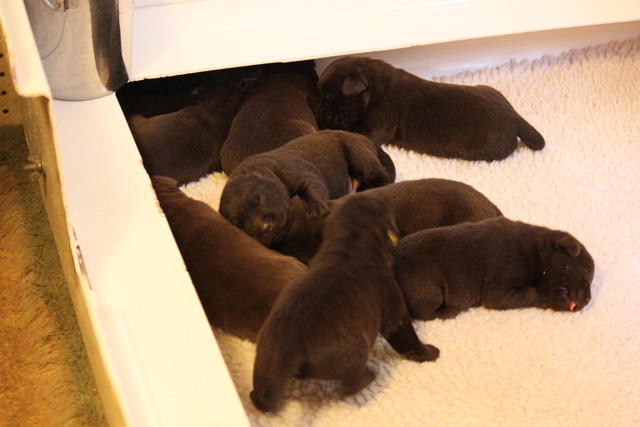 Litter