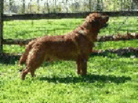 Boradors Moose